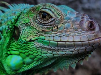 Close-up of lizard