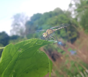 Close-up of insect on leaf