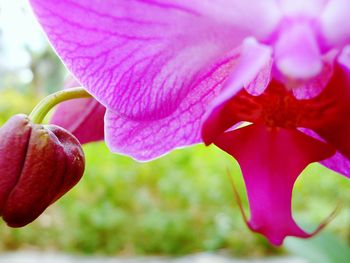 Close-up of pink flower