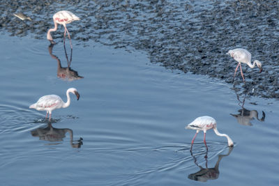 Close-up of swans in water