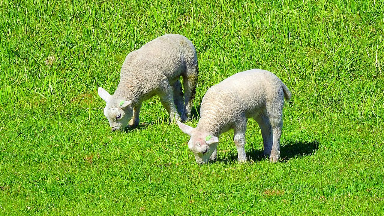 SHEEP GRAZING IN FIELD