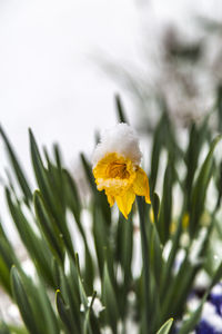 Close-up of yellow flower blooming outdoors