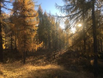 Trees in forest