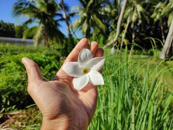 Closeup of male hand holding a tropical plumeria flower frangipani.