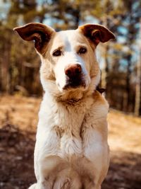 Close-up portrait of dog