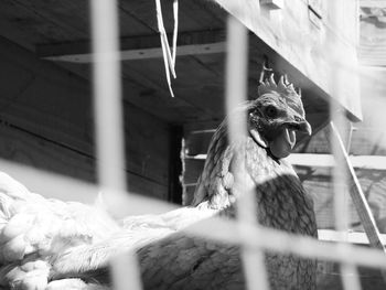 Close-up of bird in cage