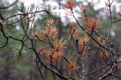 Close-up of wilted flowering plant