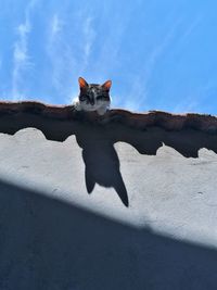 Cat lying on wall