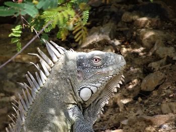 Close-up of lizard on rock