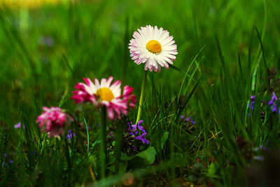 Close-up of flowering plants on field