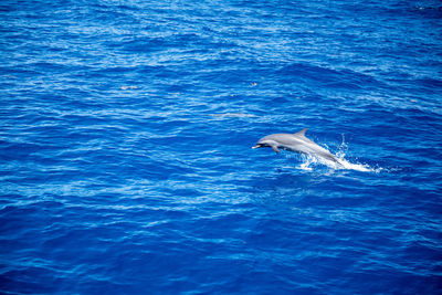 View of whale swimming in sea