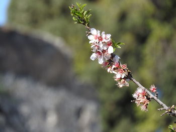 Close-up of pink flower