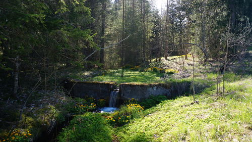 Plants and trees growing in forest