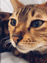 Close-up portrait of a cat