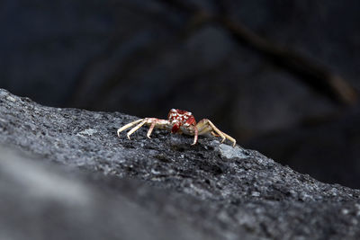 Close-up of insect on rock