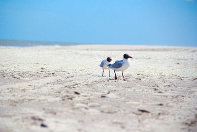 Seagull on beach