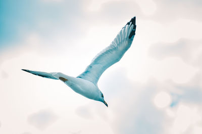 A low angle shot of a white european herring gull flying under a bright sky - freedom concept