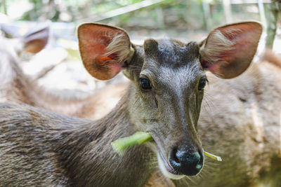 Close-up portrait of deer