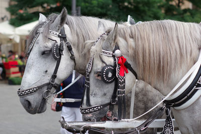 Panoramic view of horse cart