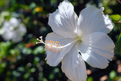 Close-up of white flowering plant