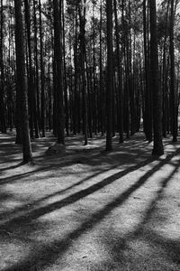 Trees in forest