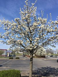 Flower tree against sky