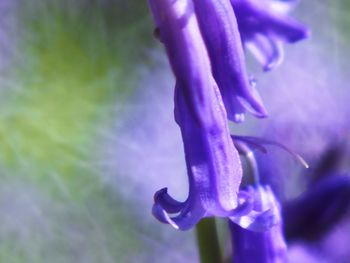 Close-up of purple flowers