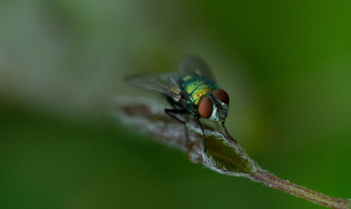 Close-up of fly on leaf