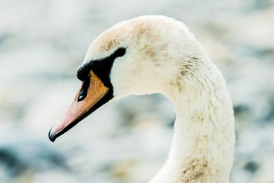 Close-up of swan