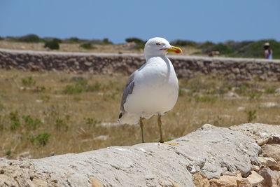 Close-up of seagull perching on rock