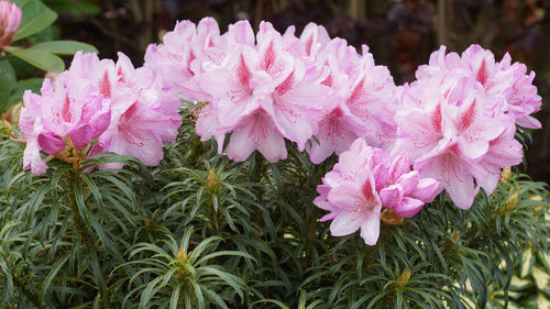 Close-up of pink flowers blooming outdoors