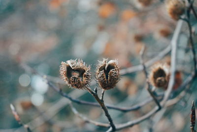 Close-up of flower