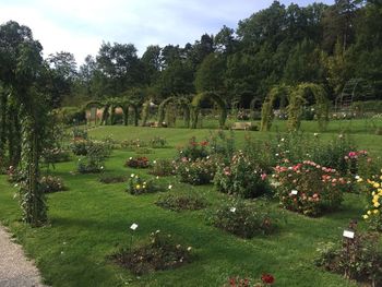 Trees and plants in park