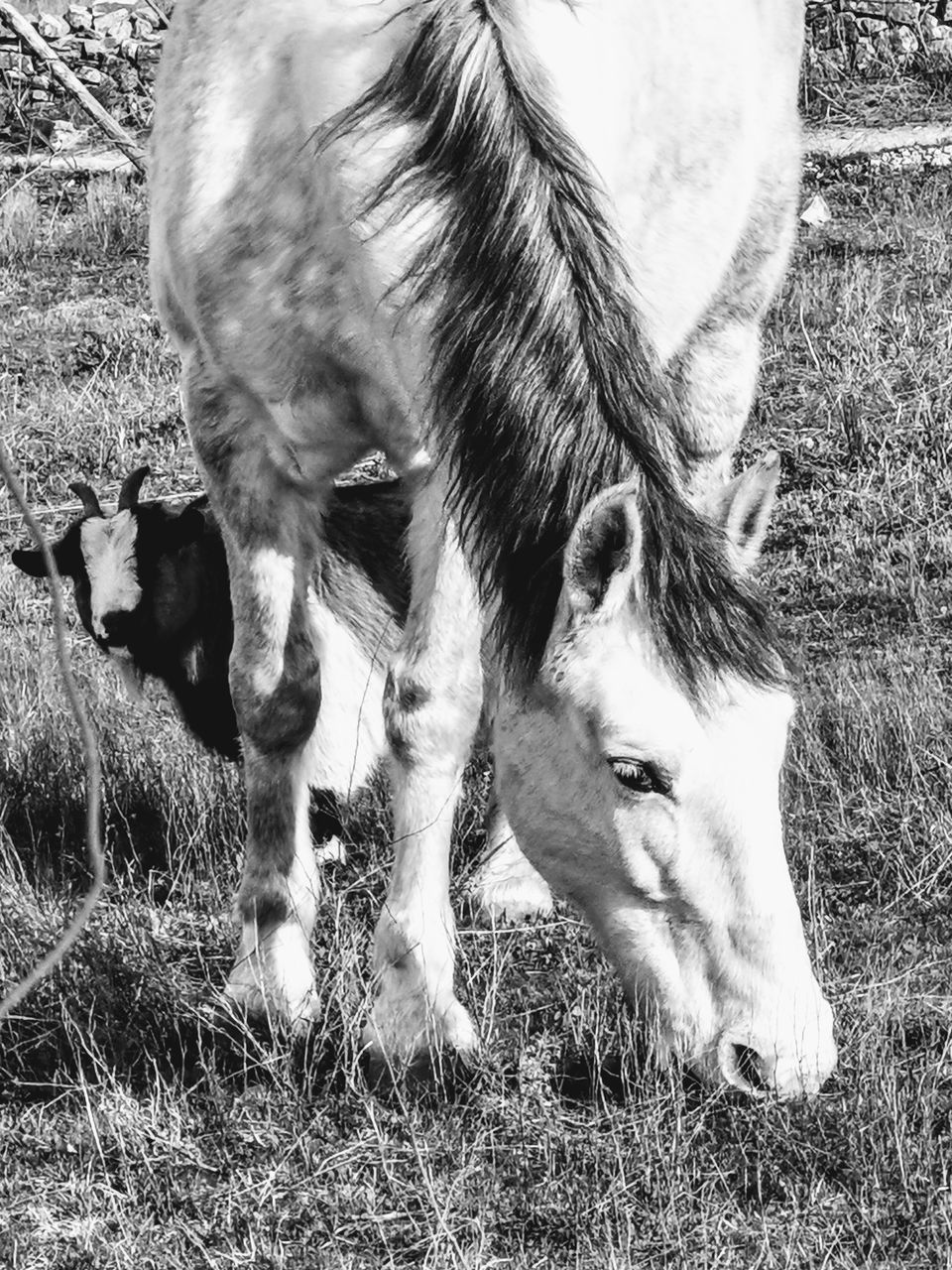 HORSE GRAZING IN FIELD