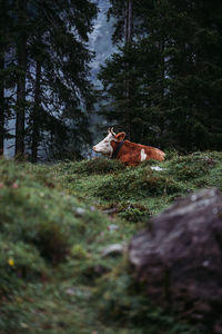 View of a horse in the forest