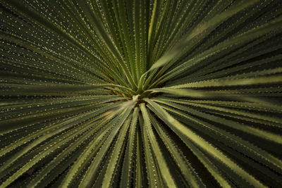 Full frame shot of palm leaves