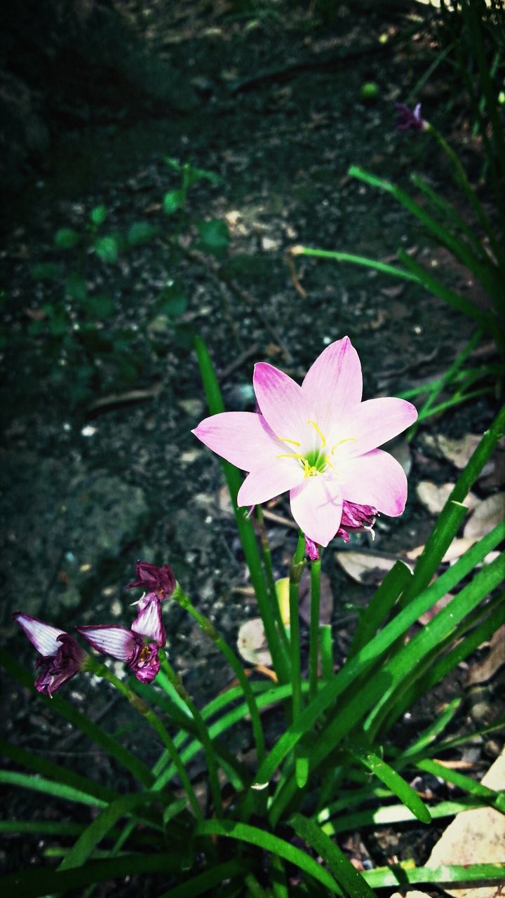 flower, petal, freshness, fragility, flower head, growth, beauty in nature, pink color, blooming, nature, plant, close-up, in bloom, focus on foreground, pollen, stem, blossom, field, stamen, leaf