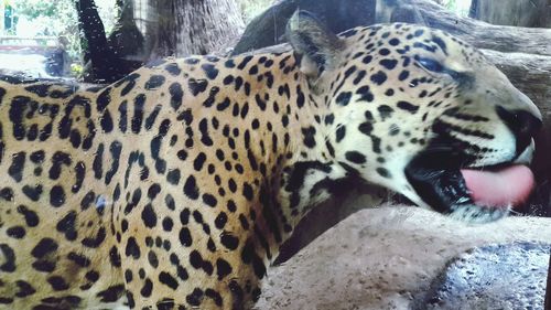 animal themes