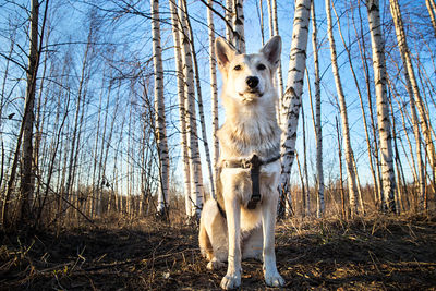 Dog in a forest
