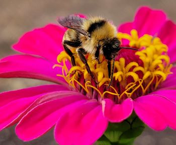 Close-up of bee pollinating on pink flower