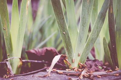 Close-up of plants growing outdoors