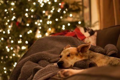 Dog sleeping on sofa