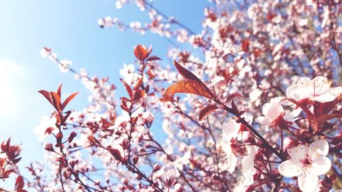 Low angle view of cherry blossoms in spring