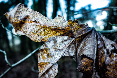 Close-up of dry leaves on land