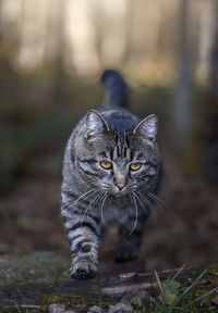 Close-up portrait of cat