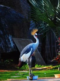 Close-up of bird