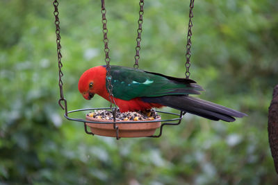 Close-up side view of parrot perching on feeder hanging outdoors