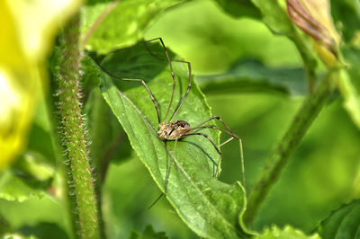 Close-up of insect on leaf