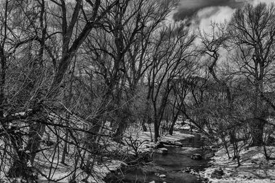 Bare trees against sky