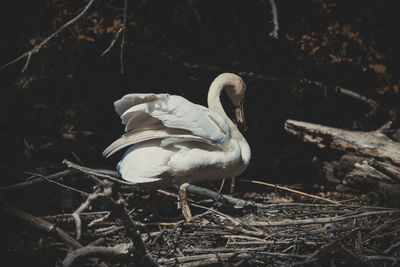 Swan in a field